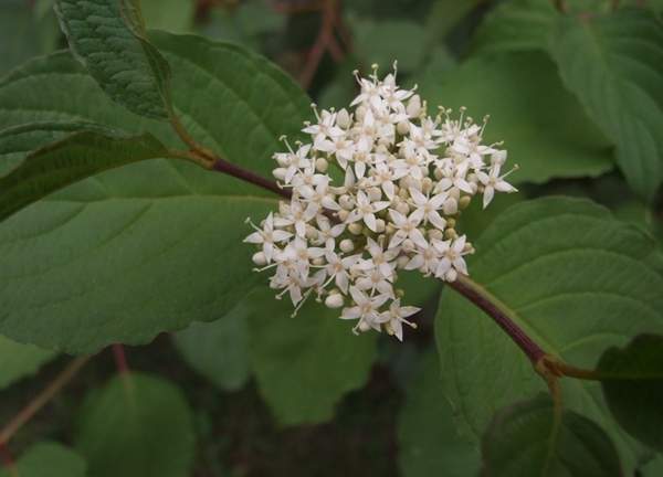 紅瑞木的花 紅瑞木的花