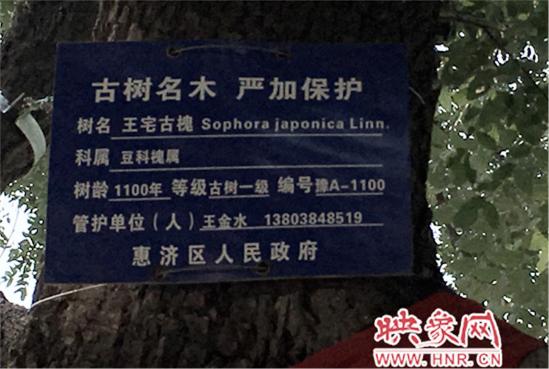 1100年古槐樹 1100年古槐樹