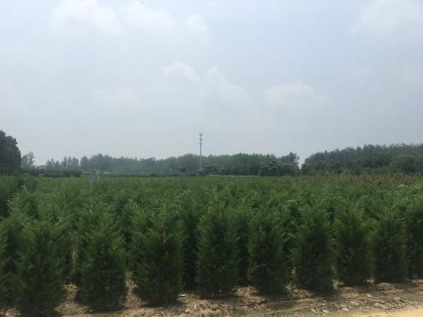 高度1.5米1.6米1.7米蜀檜供應(yīng) 高度1.5米1.6米1.7米蜀檜供應(yīng)