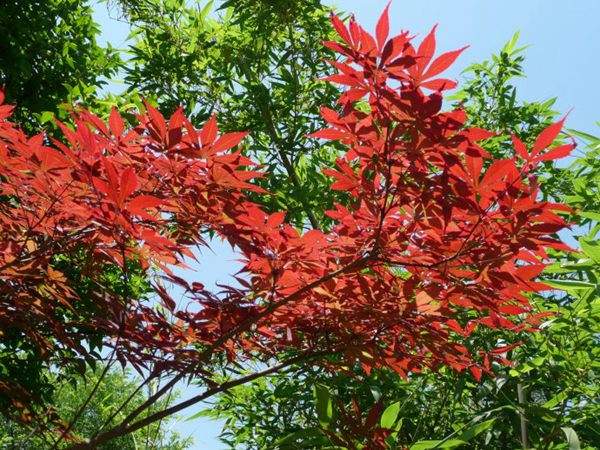 紅楓作衫，白楊為裙，美的傾國傾城！