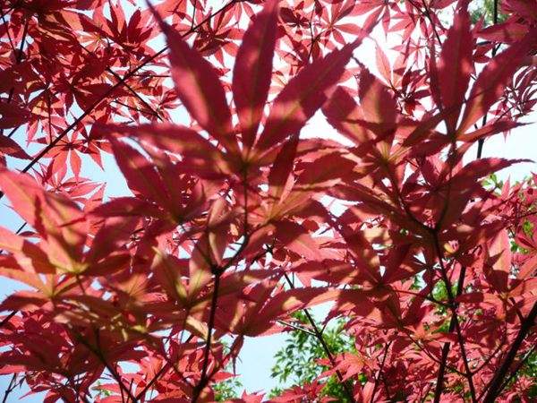 紅楓作衫，白楊為裙，美的傾國傾城！