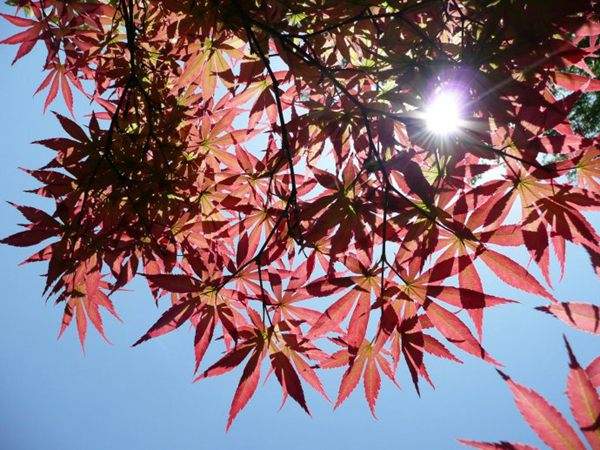 紅楓作衫，白楊為裙，美的傾國傾城！