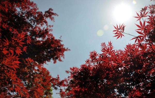 紅楓作衫，白楊為裙，美的傾國傾城！