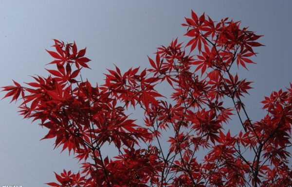 紅楓作衫，白楊為裙，美的傾國傾城！