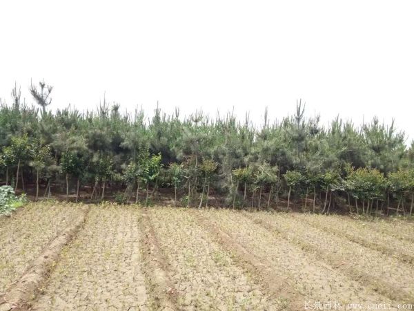 沭陽黑松 沭陽黑松