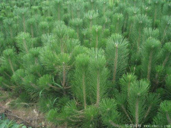 黑松小苗 黑松小苗