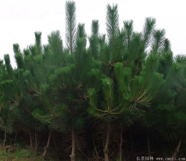 黑松小苗 黑松小苗