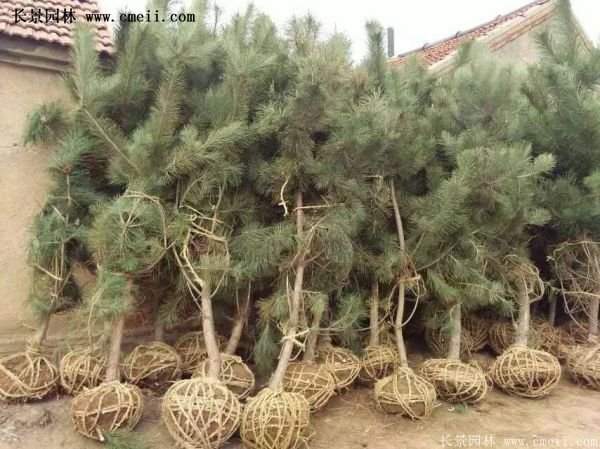 沭陽的黑松基地 沭陽的黑松基地