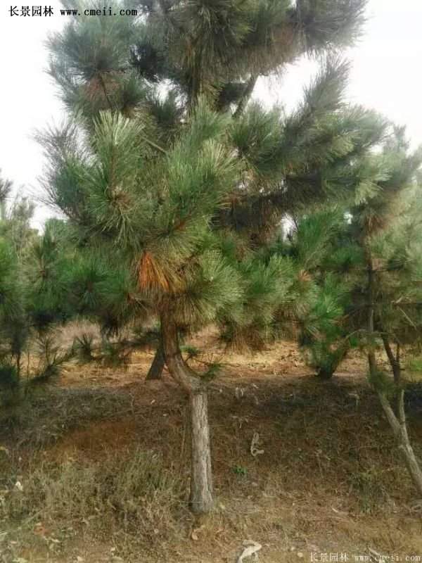 沭陽的黑松基地 沭陽的黑松基地