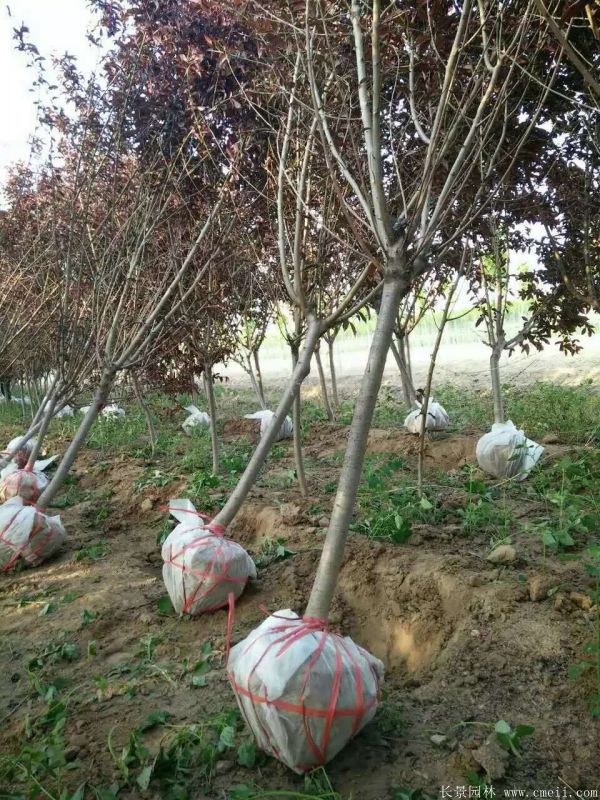 紅葉碧桃圖片紅葉碧桃基地實拍 紅葉碧桃圖片紅葉碧桃基地實拍