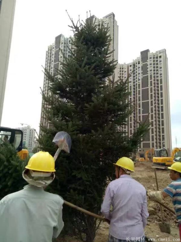 云杉圖片基地實拍 云杉圖片基地實拍