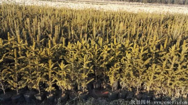 云杉圖片基地實拍 云杉圖片基地實拍