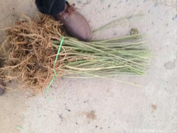 連翹圖片基地實拍