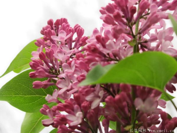 丁香圖片基地實(shí)拍 丁香圖片基地實(shí)拍