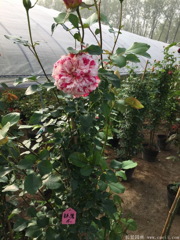 藤本月季圖片基地實(shí)拍 藤本月季圖片基地實(shí)拍