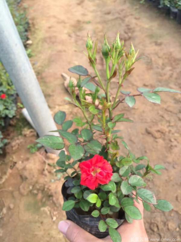 微型月季圖片基地實(shí)拍 微型月季圖片基地實(shí)拍