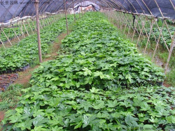 八角金盤(pán)種子發(fā)芽出苗圖片