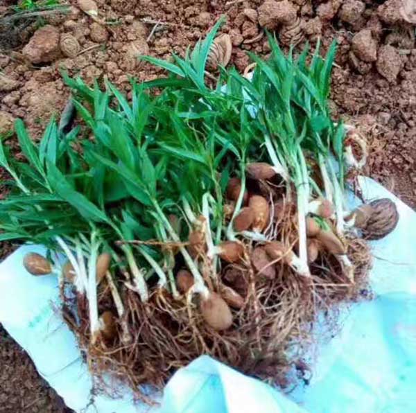 山桃種子發芽出苗圖片