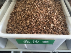 北沙參種子