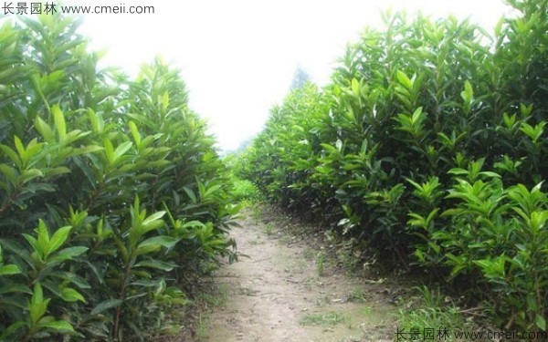 法國(guó)冬青種子發(fā)芽出苗圖片