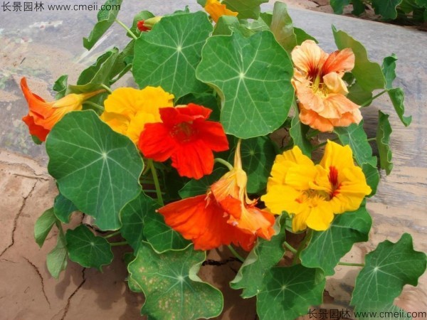 旱金蓮種子發(fā)芽出苗開花圖片 旱金蓮種子發(fā)芽出苗開花圖片