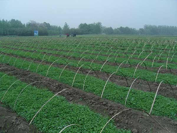 甜葉菊種子發芽出苗圖片