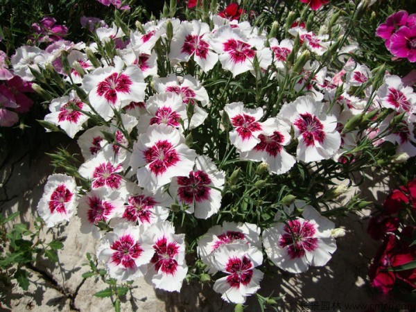 美國石竹種子發芽出苗開花圖片