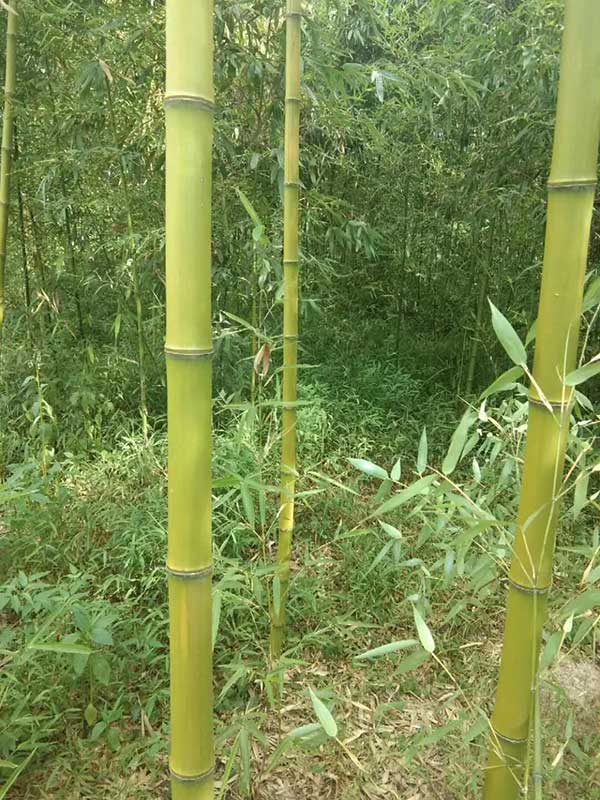 耐寒竹苗竹子 耐寒竹苗竹子