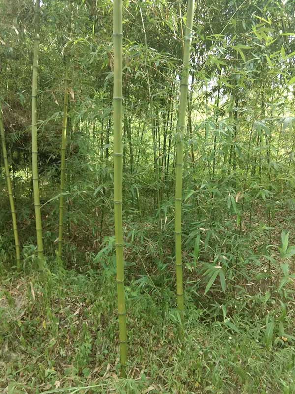 耐寒竹苗竹子 耐寒竹苗竹子