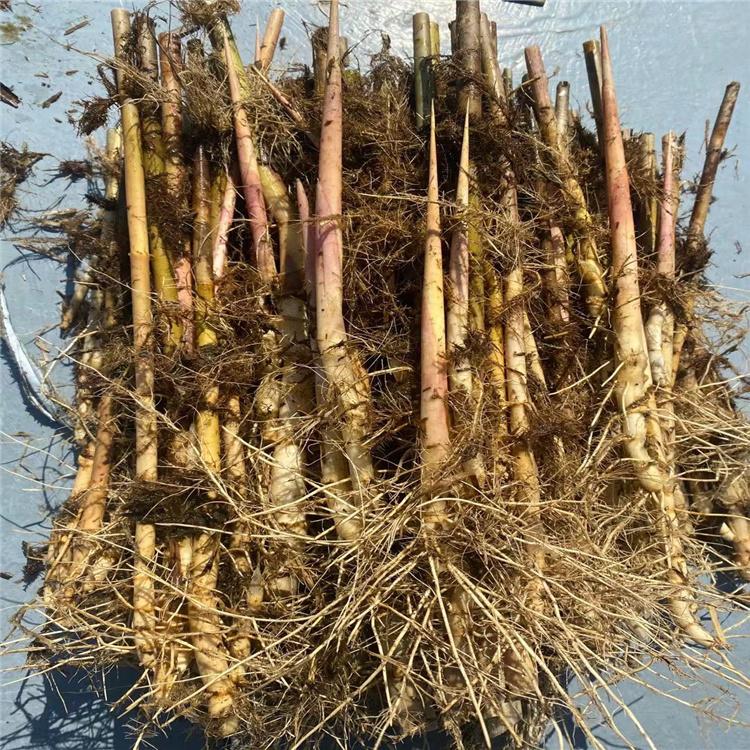 蘆葦苗 蘆葦苗
