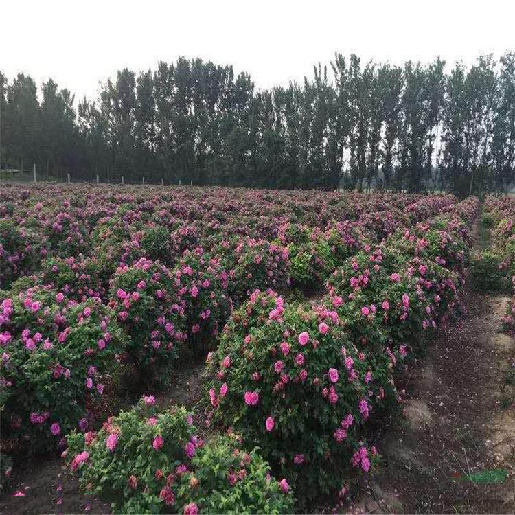 保加利亞玫瑰 保加利亞玫瑰