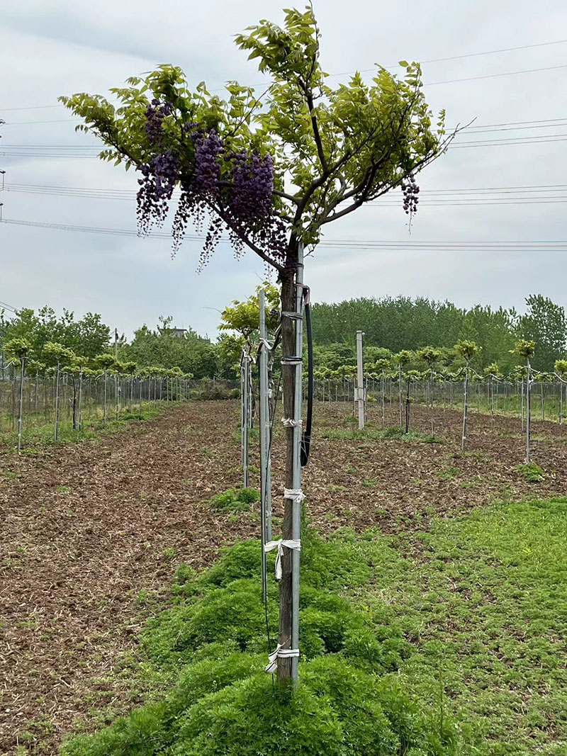 八重黑龍重瓣紫藤花紫藤樹(shù) 八重黑龍重瓣紫藤花紫藤樹(shù)