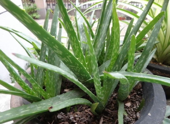 超好養(yǎng)活的蘆薈