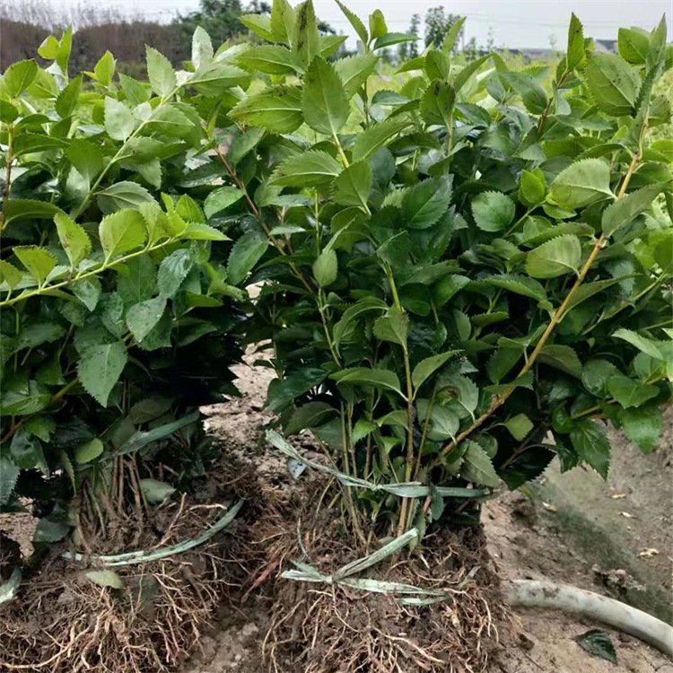 金鐘花小苗床苗幼苗 金鐘花小苗床苗幼苗